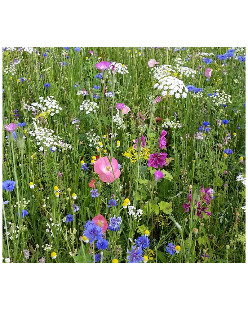 Semences pro fleuri sac 15kg Barenbrug