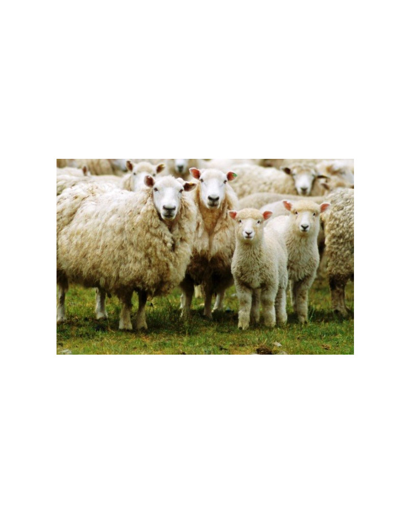 Amendement organique 1,5-0,5-1+3MgO Sac 25kg Poussines Frayssinet UAB