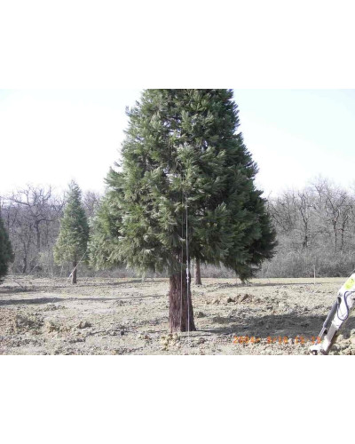 Haubanage pour arbres de 450 à 750cm 88DTS2 Plantco