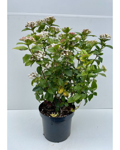Laurier-tin rose cont 7,5L (Viburnum tinus Lisarose)
