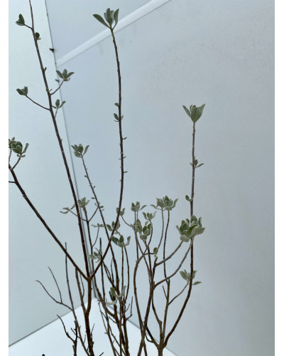 Sauge du désert cont.3L (Leucophyllum frutescens)