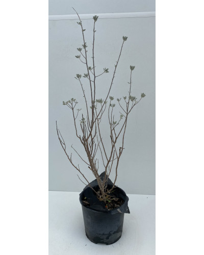 Sauge du désert cont.3L (Leucophyllum frutescens)