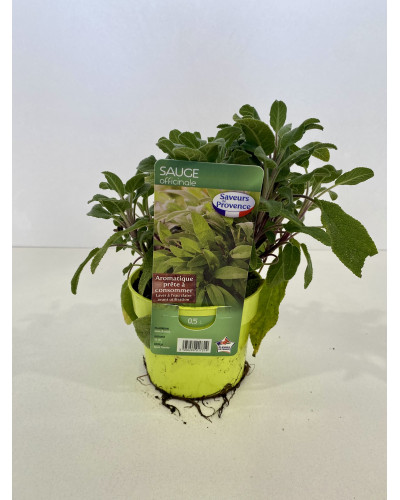 Sauge officinale Pot d.14cm (Salvia officinalis)