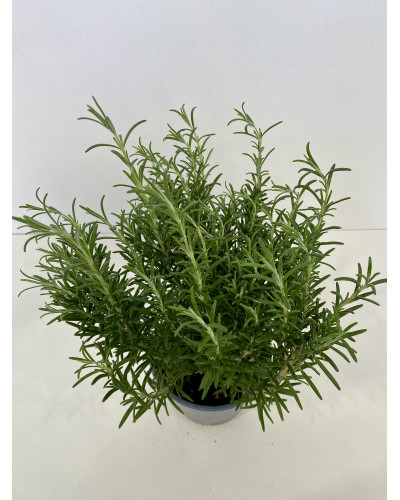 Romarin pot de 14cm (Rosmarinus officinalis)