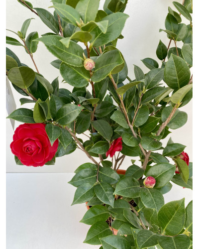 Camélia du Japon 'Rouge' Pot d.21cm (Camellia japonica rouge)