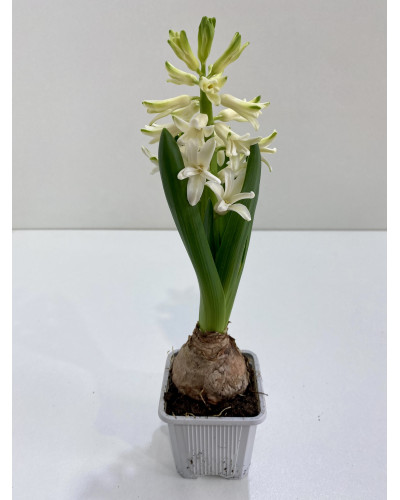 Jacinthe Godet 7cm (Hyacinthus)