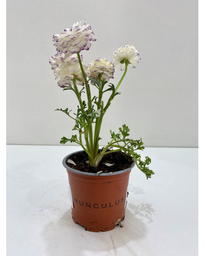 Renoncule pot d.14cm (Ranunculus asiaticus)
