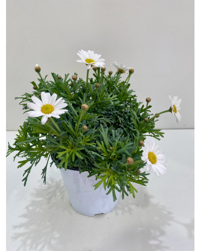 Anthemis blanc Pot d.18cm (Argyranthemum frutescens)