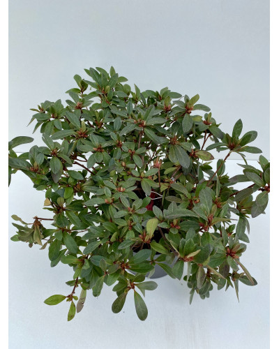 Azalée japonaise Cont.3L (Azalea japonica)