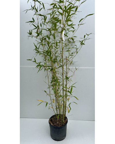 Bambou doré Pot d.26cm (Phyllostachys aurea)