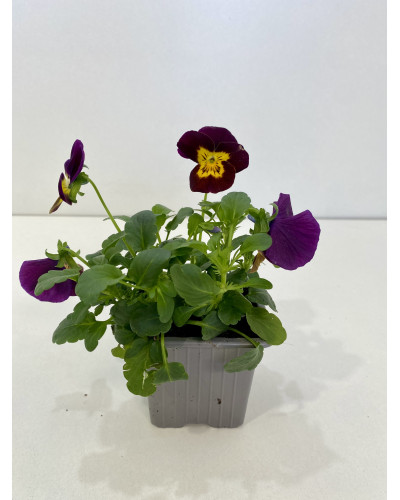 Violette cornue pot d.10,5cm (Viola cornuta)