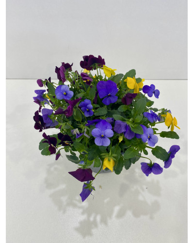 Violette cornue pot d.10,5cm (Viola cornuta)