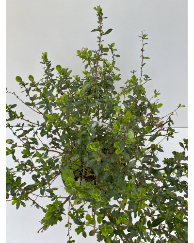 Escallonia Macrantha rose pot d.8/10cm