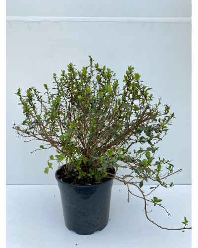 Escallonia Macrantha rose pot d.8/10cm