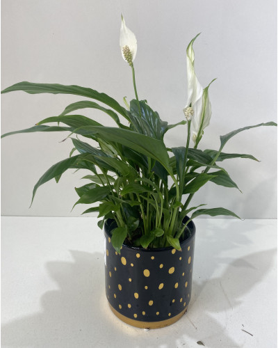 Fleur de lune Pot d.17cm (Spathiphyllum hybride)