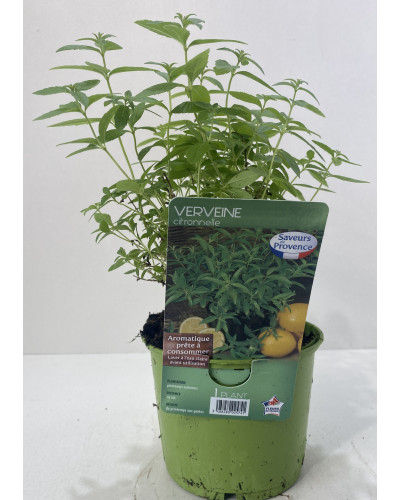 Verveine citronnelle Pot 0,5L (Lippia citriodora, Aloysia triphylla)