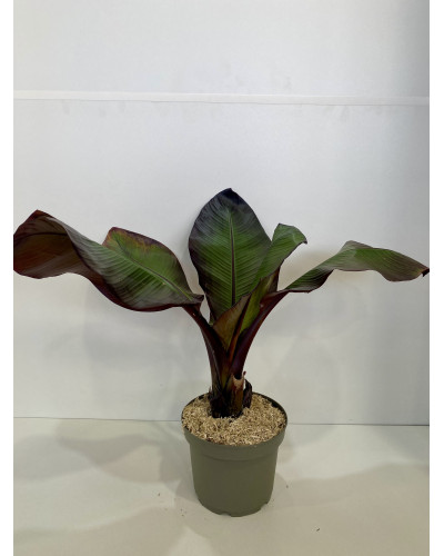 Bananier d'Abyssinie rouge Pot de 3L (Musa ensete 'Maurelli')