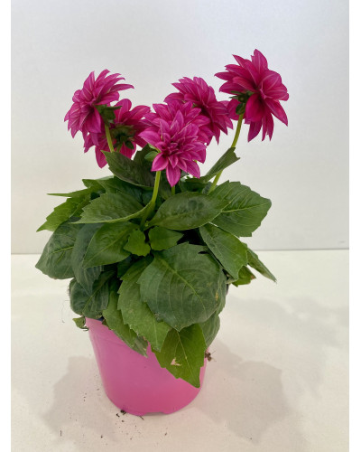 Dahlia Pot de 14cm (Dahlia x hybrida)