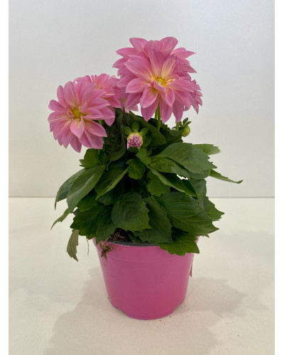 Dahlia Pot de 14cm (Dahlia x hybrida)