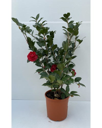Camélia du Japon 'Rouge' Cont.7,5L (Camellia japonica rouge)