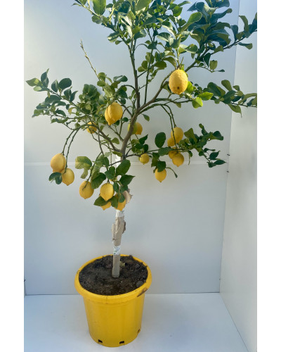 Agrume citron pot d.35cm (Citrus limon)