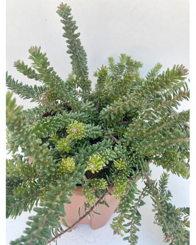 Grévillea laineux rampant Pot d.16cm (Grevillea lanigera 'Mount Tamboritha')