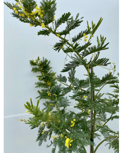 Acacia le gaulois Pot 7,5L (mimosa d'hiver ou Acacia dealbata)