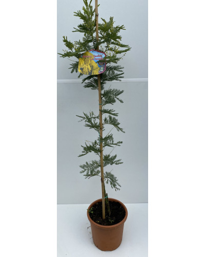 Acacia le gaulois Pot d.22cm (mimosa d'hiver ou Acacia dealbata)