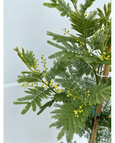 Acacia le gaulois Pot d.19cm (mimosa d'hiver ou Acacia dealbata)