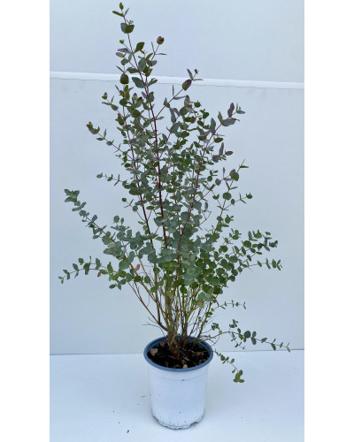 Eucalyptus gunnii France Bleu Rengun pot de 6L