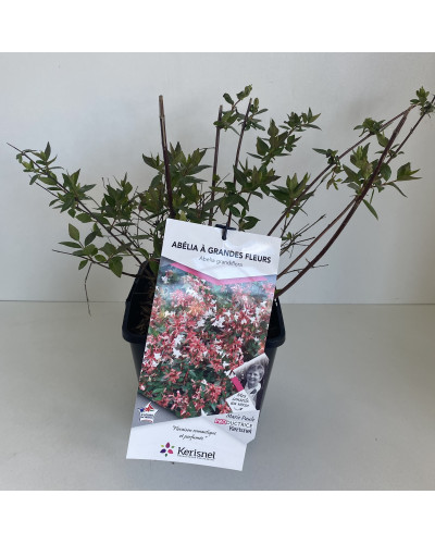 Abélia cont 3L (Abelia x grandiflora)