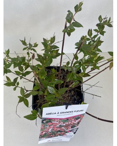 Abélia cont 3L (Abelia x grandiflora)