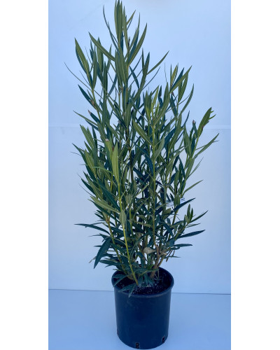 Laurier rose Cont 3L (Nerium oleander)