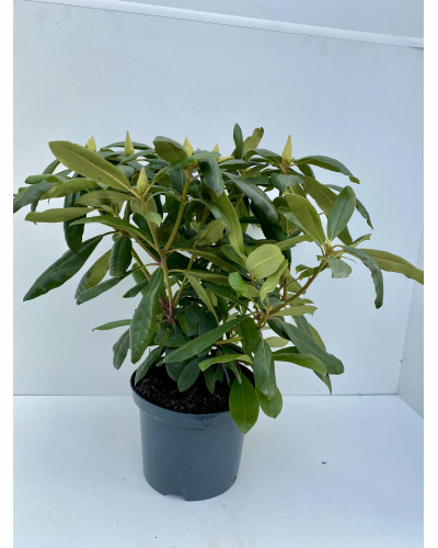 Rhododendron pot d.27cm