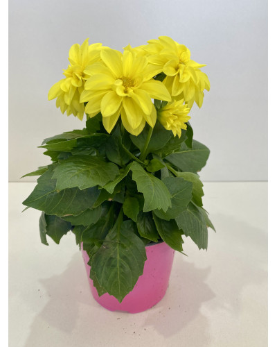 Dahlia Pot de 12cm (Dahlia x hybrida)