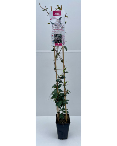 Jasmin étoilé Pot 3L (Trachelospermum jasminoides ou Rhyncospermum jasminoides)