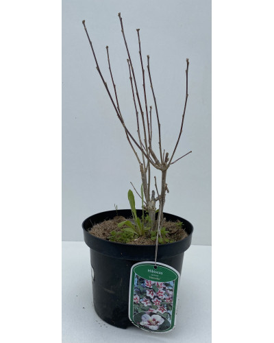 Althéa Pot de 5L (Hibiscus syriacus)