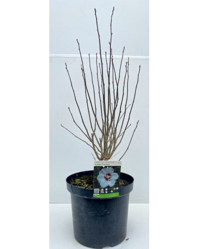 Althéa Pot de 5L (Hibiscus syriacus)