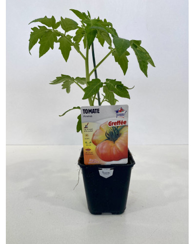 Tomate greffée Ananas Cont. 0,5L (Solanum lycopersicum 'Ananas')