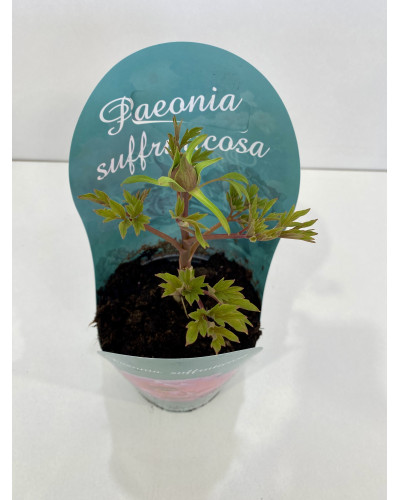 Pivoine herbacée pot de 2L (Paeonia x lactiflora)