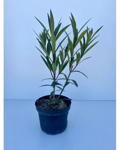 Laurier rose Pot d.25cm (Nerium oleander)