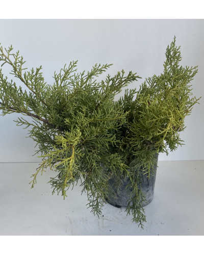 Genévrier rampant cont.3L (Juniperus horizontalis)