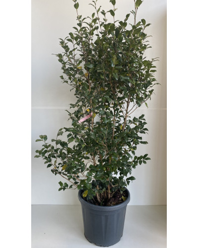 Camélia d'automne Pot de 30L (Camellia sasanqua)