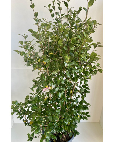 Camélia d'automne Pot de 30L (Camellia sasanqua)