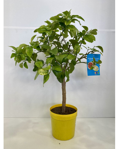 Agrume Pomelo (Citrus paradisi ou pamplemoussier) pot de diam 35cm