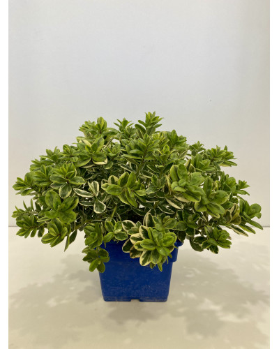 véronique arbustive pot d.20cm (Hebe spp.)