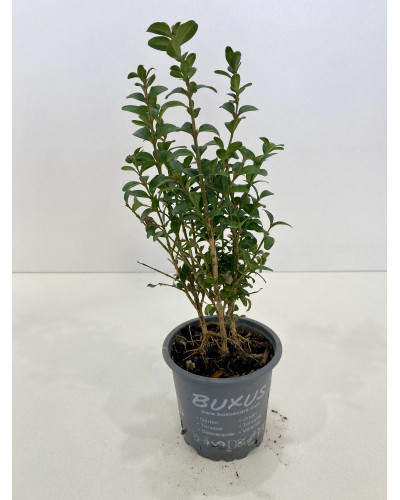 Buis pot d.9cm (Buxus sempervirens)