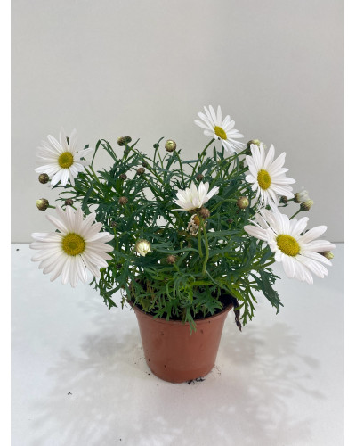 Anthemis blanc Pot d.14cm (Argyranthemum frutescens)