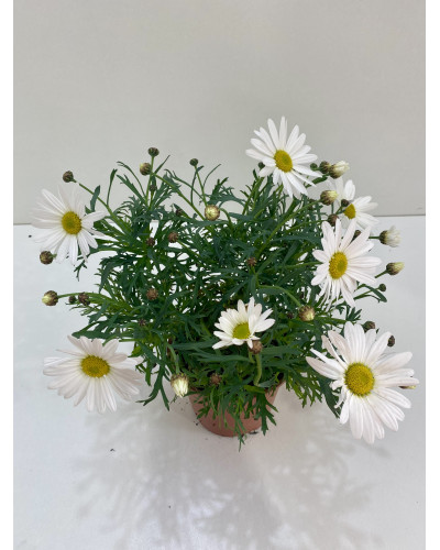 Anthemis blanc Pot d.18cm (Argyranthemum frutescens)