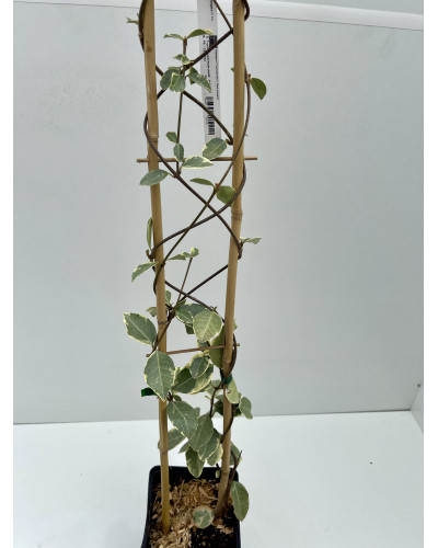 Jasmin étoilé Cont 10L (Trachelospermum jasminoides, Rhyncospermum jasminoides)